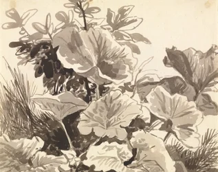 Tutkimus Coltsfoot Leaves